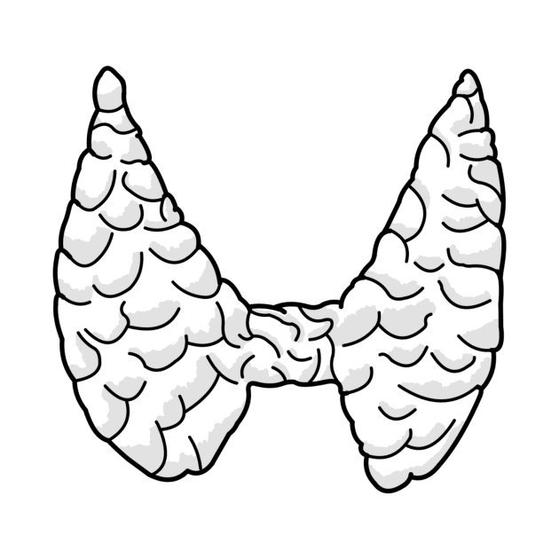 Thyroid Line Art small by Organoleptic