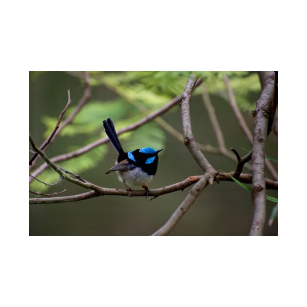 Superb Fairy Wren by GP1746