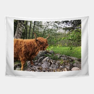 Scottish Highland Cattle Cow 2402 Tapestry