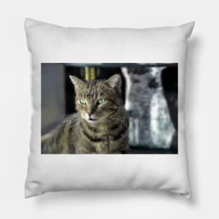 Window Shopping Pillow