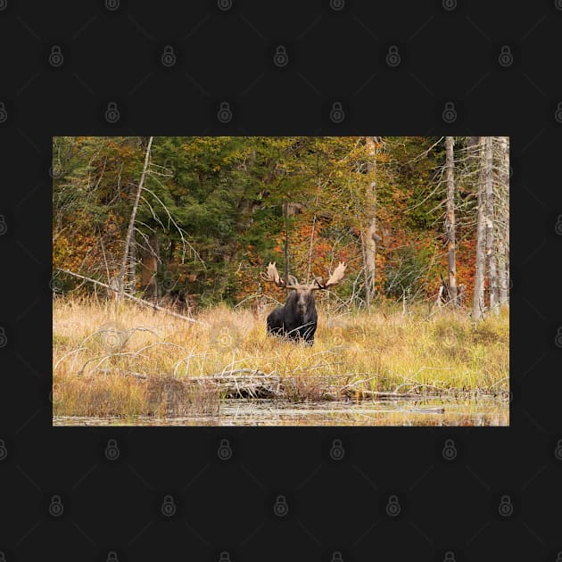 Bull Moose, Algonquin Park by Jim Cumming