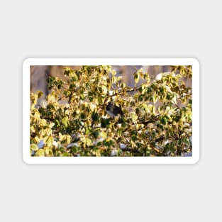 Dark-eyed Junco Perched On a Bush Magnet