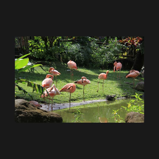 Flamingo's at Deshaie Botanical Garden by tgass