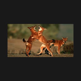 Ethiopian wolf-Red fox T-Shirt