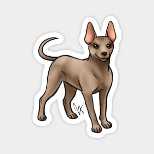 American Hairless Terrier - Gold Magnet