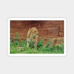 African Lioness Magnet