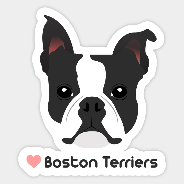 i love boston terriers