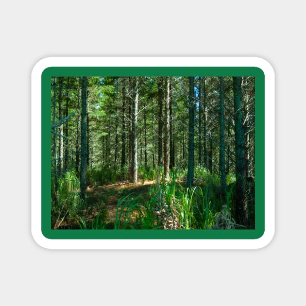 Plantation renewable pine forestry, New Zealand Magnet by brians101