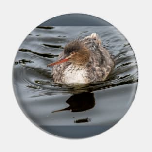 Merganser Gliding Across the Water Pin