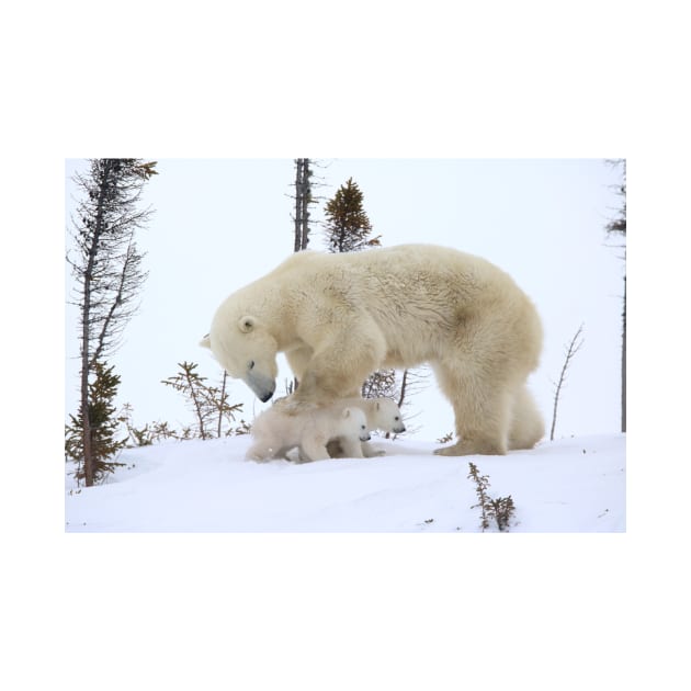 Mother polar bear watching over her cubs by mjoncheres