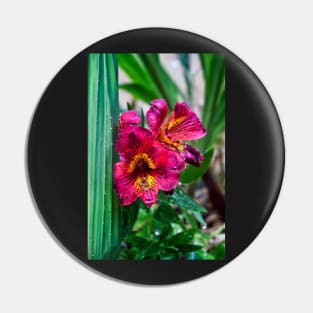 Pink Peruvian lily Pin