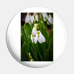 Snowdrops 3 Pin