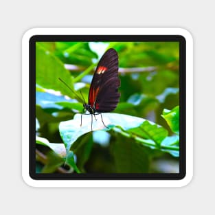 butterfly "Heliconius melpomene" Magnet