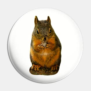 Red Squirrel eating a nut Pin