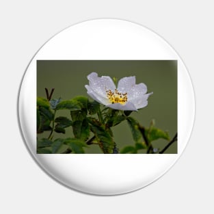 Raindrops on English Dog Rose Pin