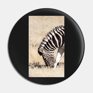 Zebra eating. Pin