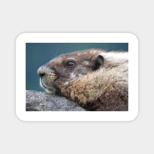 Marmot in Mount Rainier National Park Magnet