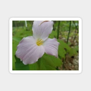 Trillium Magnet