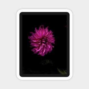 Wild fuchsia dahlia Magnet