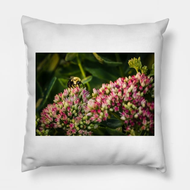 Bee On Sedum Flower 2 Pillow by Robert Alsop