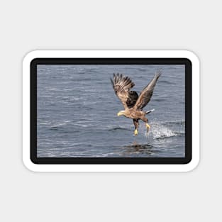 White-tailed eagle's successful fishing Magnet