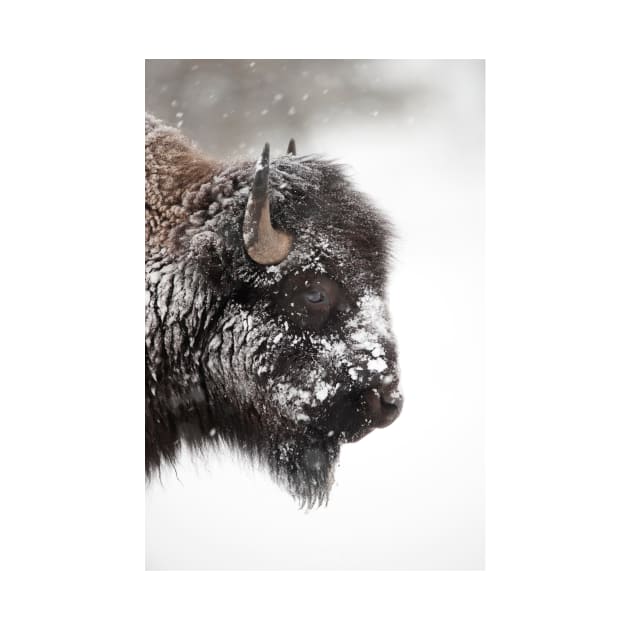 American bison (C011/1570) by SciencePhoto