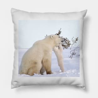 Polar bear cub playing with Mom Pillow