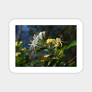 Honeysuckle Magnet