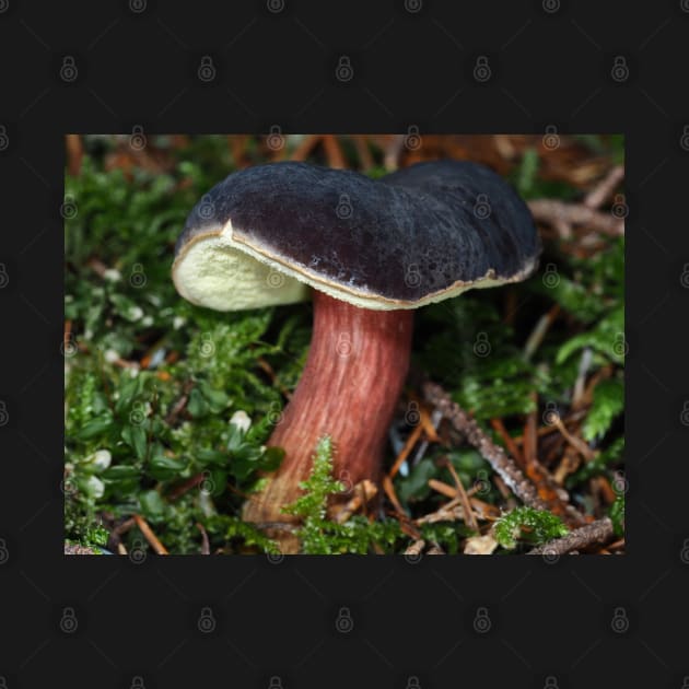 Young Zeller's Bolete mushroom by SDym Photography