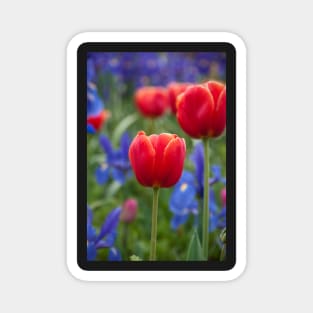 Tulip 1 Magnet