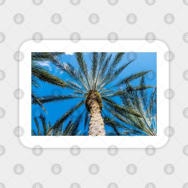 Palm tree looking up Magnet by Russell102