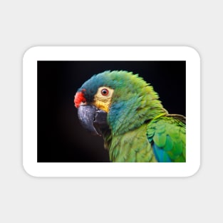 Parrot Magnet