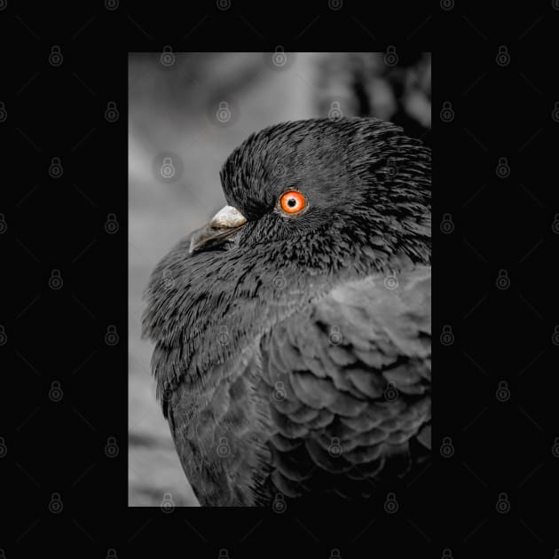 Feather Noir. Black and White Pigeon Photograph by love-fi