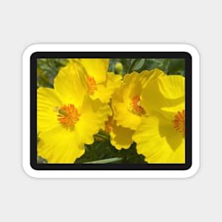 Radiant Yellow Flower Power Magnet