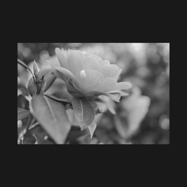 Close up and soft focus of camelia flower by yackers1