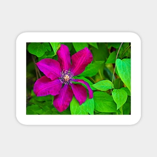 Brilliant Clematis Magnet