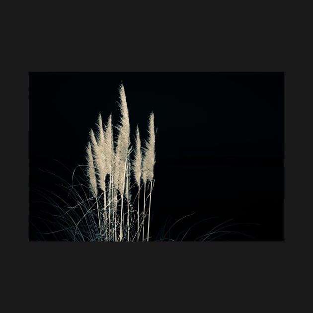 Pampas flowers and leaves isolated on black. by brians101