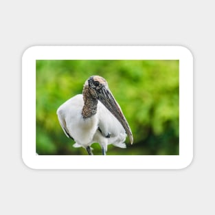 Wood stork  2 Magnet