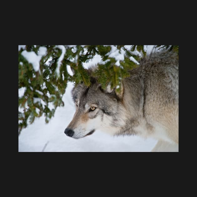 Timber Wolf by jaydee1400