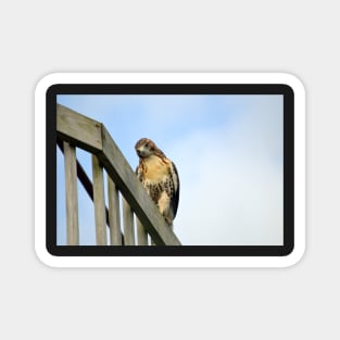 Red Tail Hawk Magnet