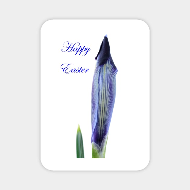 Iris histrioides  &#39;Halkis&#39;  Reticulata  with Happy Easter Message Magnet by chrisburrows