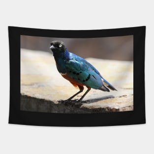 Superb Starling, Kenya Tapestry