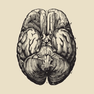 Brain anatomy 2 T-Shirt