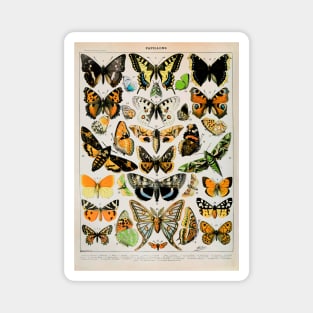 Papillon III Vintage French Butterfly & Moth Chart by Adolphe Millot Magnet