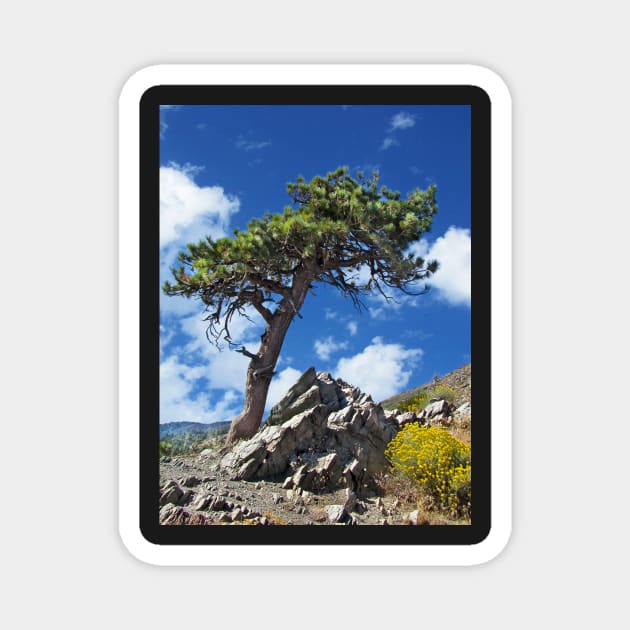 A Lonely Pine Tree Magnet by mariola5