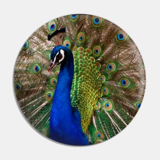 Peacock on Display Pin