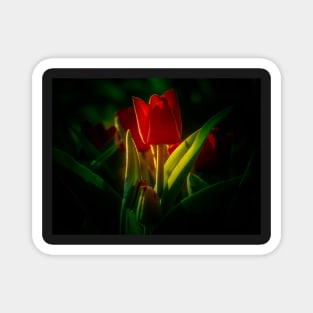 Red Tulip Magnet