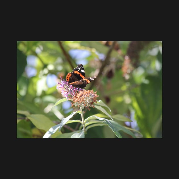 Red Admiral by gracethescene