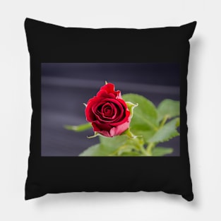 Red Rose top view Pillow