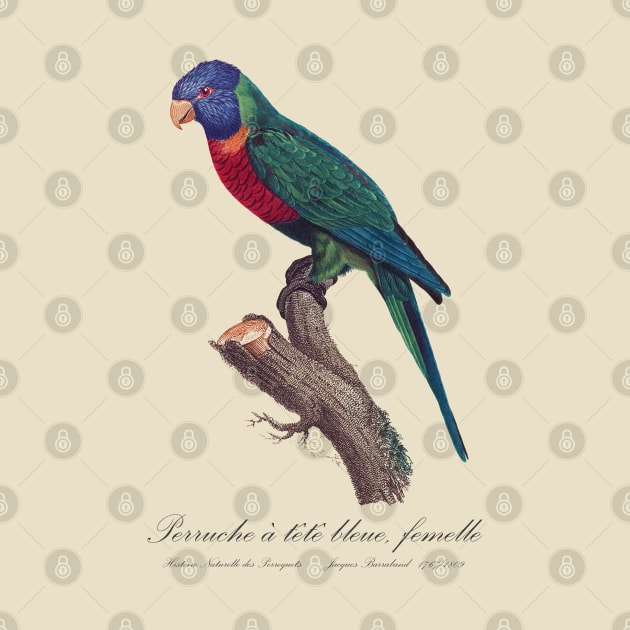 Rainbow Lorikeet female - 19th century Jacques Barraband Illustration by SPJE Illustration Photography